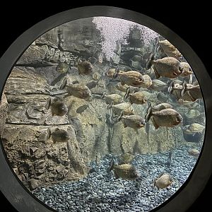 Piranha Cave Exhibit