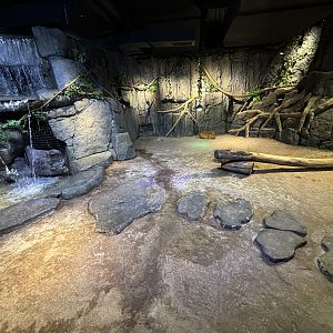 Capybara Exhibit