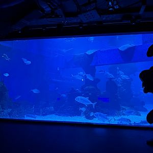 Ocean Tank