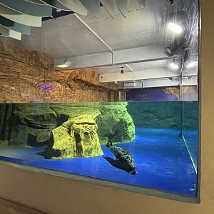 Harbour Seal Exhibit