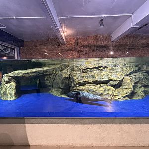 Harbour Seal Exhibit