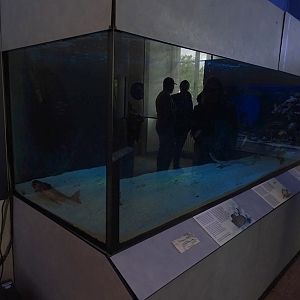 Flying gurnard, boarfish, snipefish and spotted ray tank