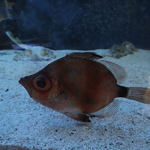 Boarfish (Capros aper)