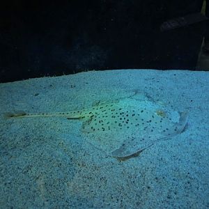 Spotted ray (Raja montagui)