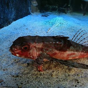 Flying gurnard (Dactylopterus volitans)
