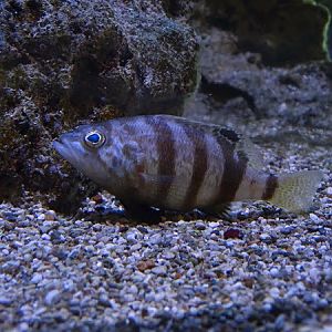 Brown comber (Serranus hepatus)