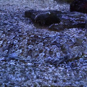 Wide-eyed flounder (Bothus podas)