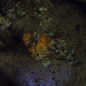 Small red scorpionfish (Scorpaena notata)