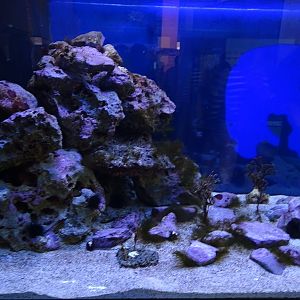 Common cuttlefish tank