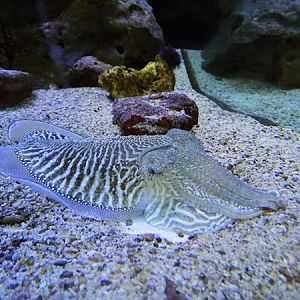 Common cuttlefish (Sepia officinalis)