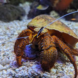 Hermit Crab - Rayong Aquarium