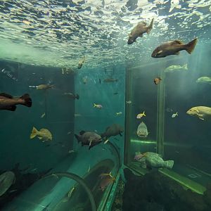 Large Tank with Tunnel - Rayong Aquarium