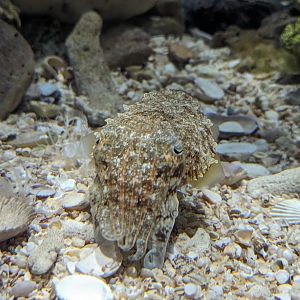 Needle Cuttlefish Sepia aculeata - Rayong Aquarium