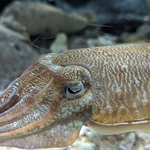Pharaoh Cuttlefish Sepia pharaonis - Rayong Aquarium