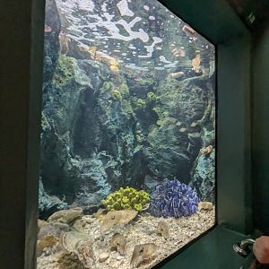 Cuttlefish Exhibit - Rayong Aquarium