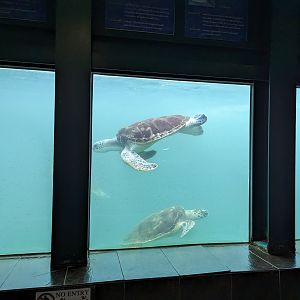 Marine Turtle Exhibit - Rayong Aquarium