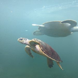 Marine Turtle Exhibit - Rayong Aquarium