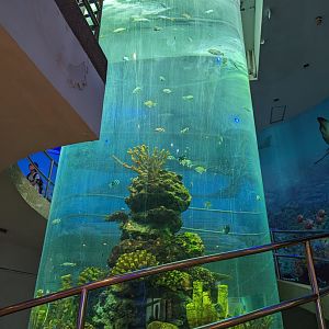 Tall Circular Tank - Rayong Aquarium