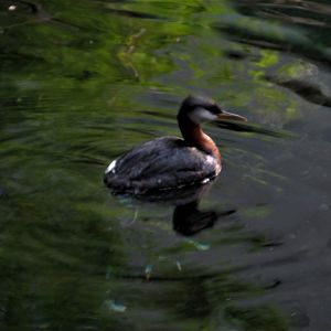 Red necked grebe