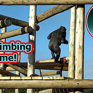 New Climbing Structure