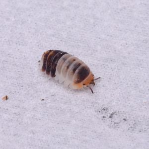 White shark dwarf isopod (Cubaris sp. 'White Shark')