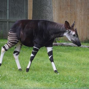 Okapi