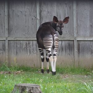 Okapi