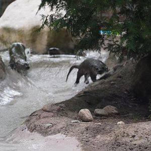 Juvenile North American River Otters