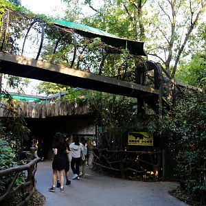 Big Cat Crossing, Philadelphia Style