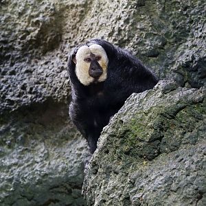 White-faced Saki
