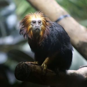 Golden-headed Lion Tamarin