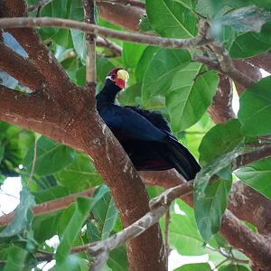 Violet Turaco