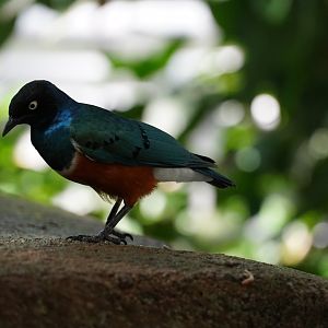 Superb Starling
