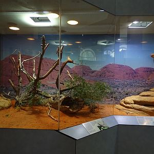 Kimberly rock monitor, frilled lizard and bearded dragon terrarium