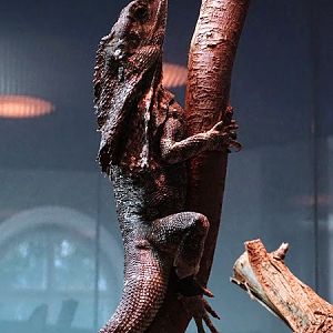Frilled lizard) (Chlamydosaurus kingii)