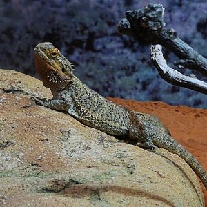 Central bearded dragon (Pogona vitticeps)