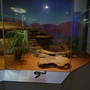 Black-headed python terrarium