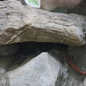 Red-headed Krait Bungarus flaviceps