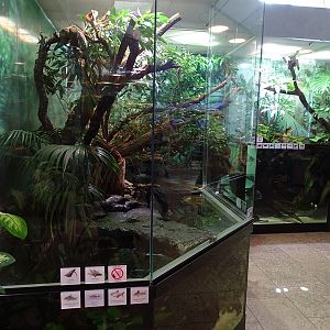 South-American mixed species paludarium #1