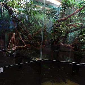 South-American mixed species paludarium #1