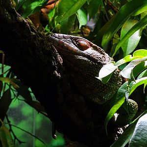 Caiman lizard (Dracaena guianensis)