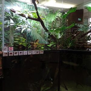 South-American mixed species paludarium #2