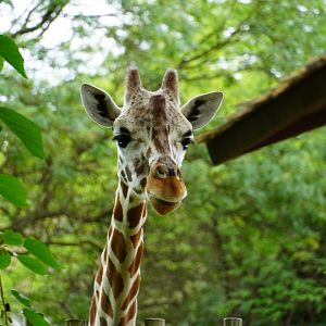 Reticulated Giraffe