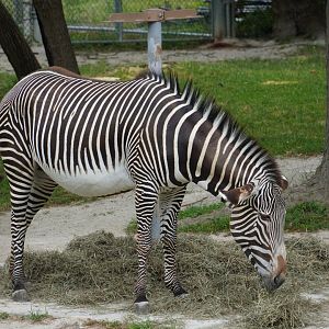 Grevy's Zebra