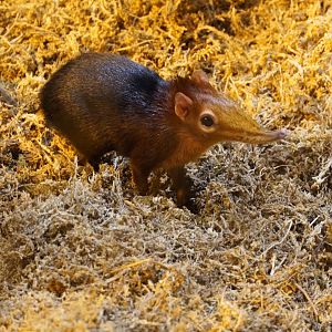 Black and Rufous Elephant Sengi
