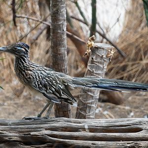 Greater Roadrunner
