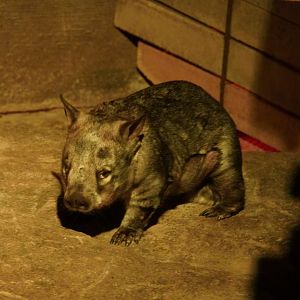 Southern Hairy Nosed Wombat