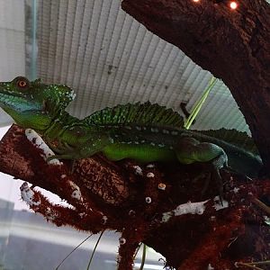 Green basilisk (Basiliscus plumifrons)