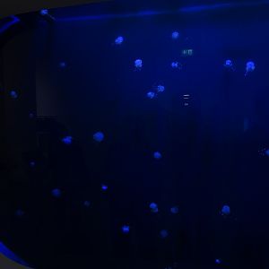 Australian spotted jellyfish tank