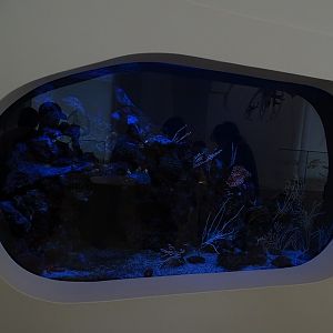 Shame-faced crab and golden coral shrimp tank